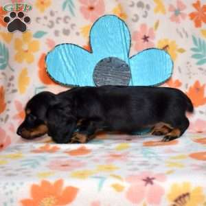 Truffles, Dachshund Puppy